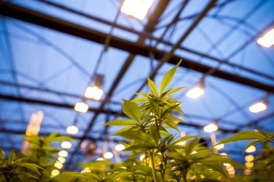 Is A Higher PPF Rating For Led Grow Light Always Better?
